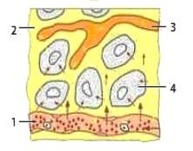C:\Users\Comp4\Desktop\Нова папка\sobol-8-bio-92.jpg